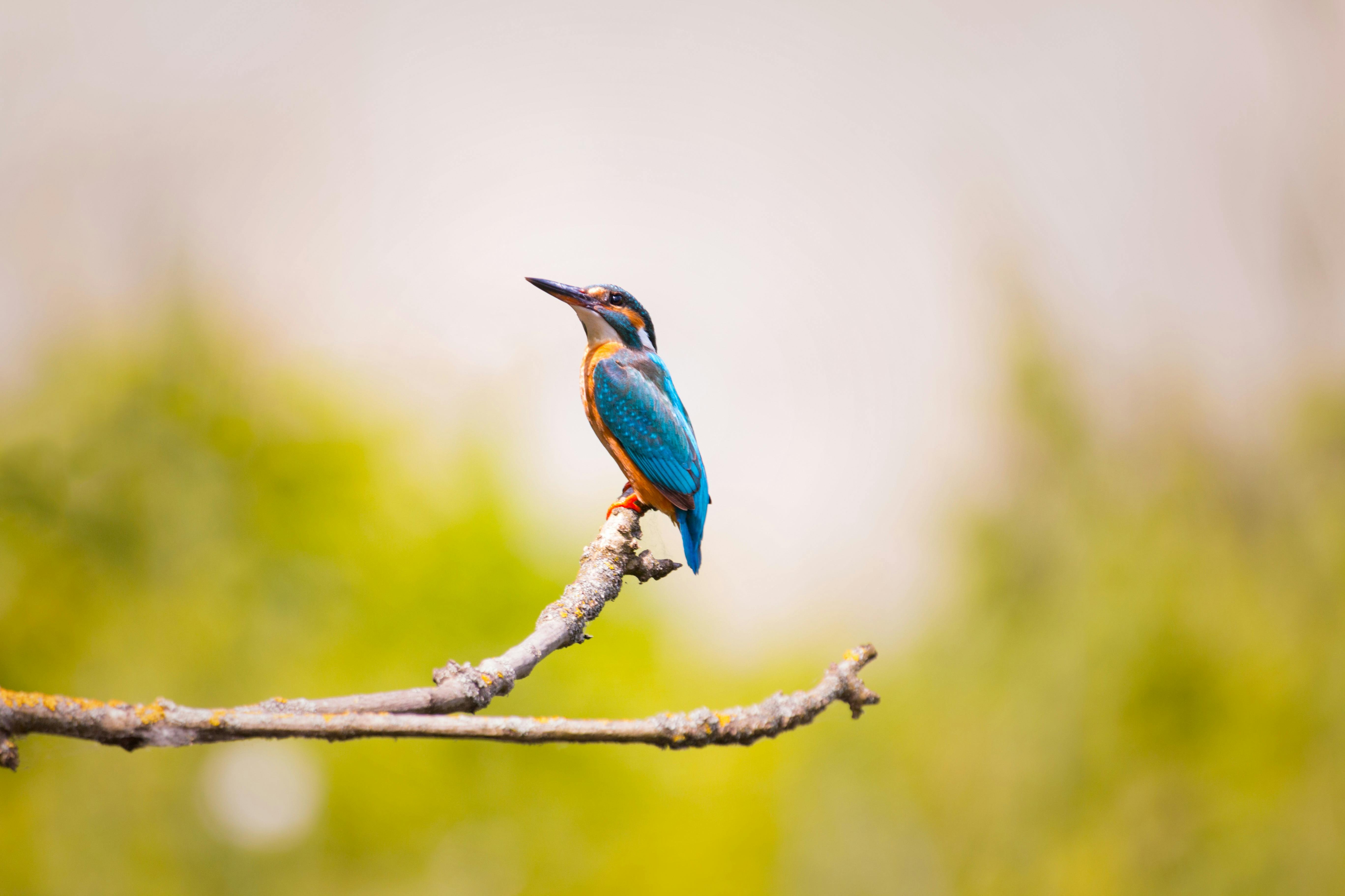 a close up of a bird on a branch.